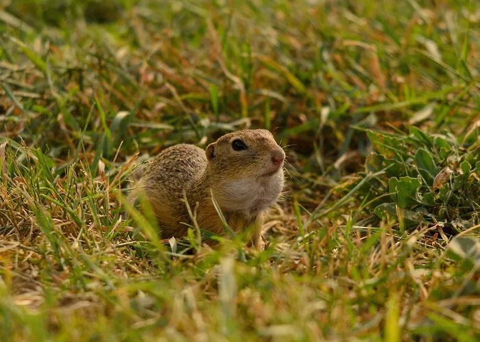 Appartement Weinbergblick Rohrendorf bei Krems
